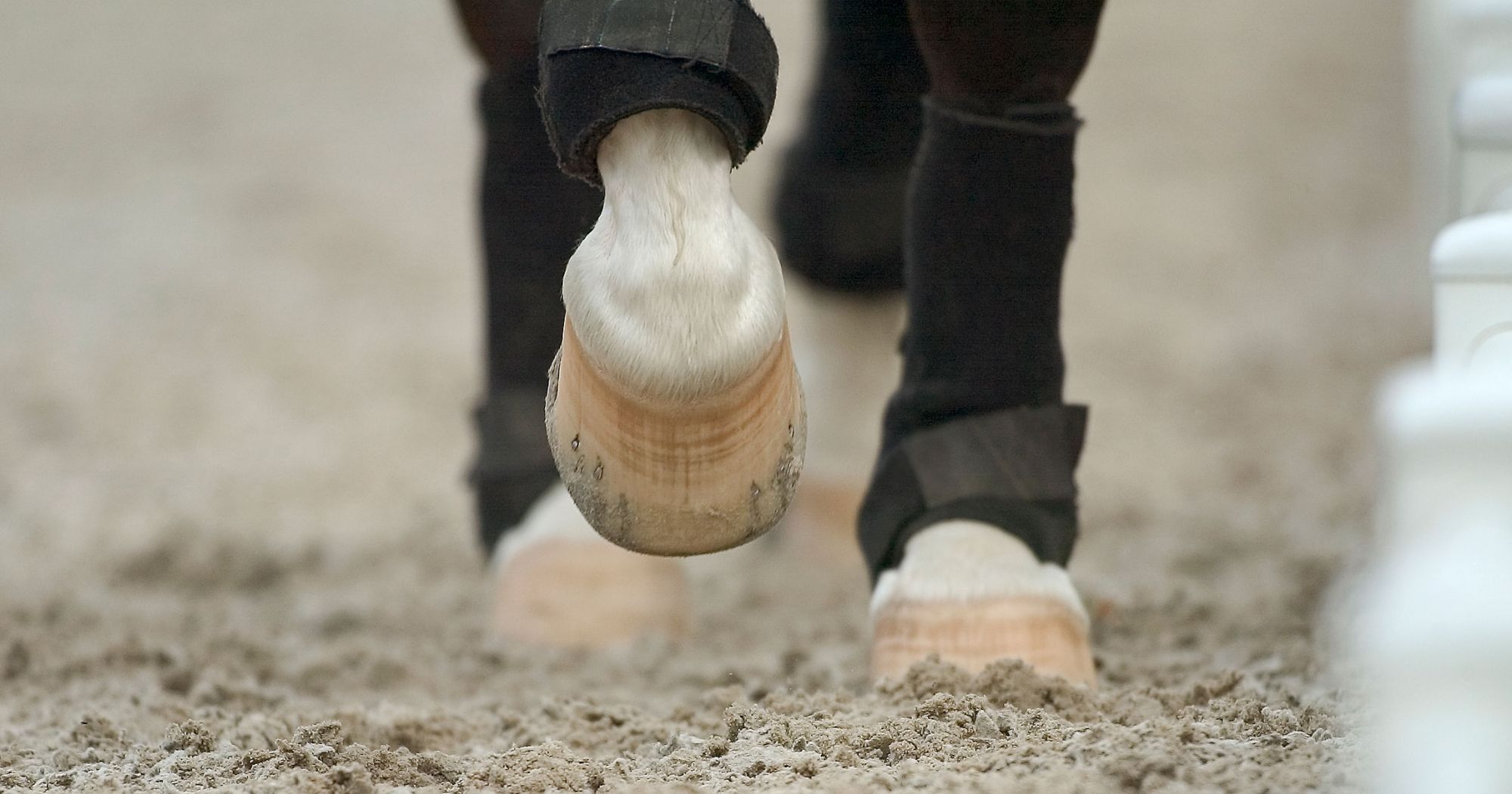 horse hooves2.jpg (198 KB)